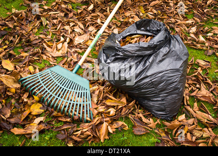 Ruhezeit während Rechen und das Sammeln von Kirschbaum Blätter für die Kompostierung in schwarzen Mülltüten in UKu Stockfoto