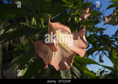 Trompete oder Angel Blüte der Pflanze Brugmansia ist wunderschön, aber enthält hochgiftig und halluzinogene Eigenschaften Verschlucken Stockfoto