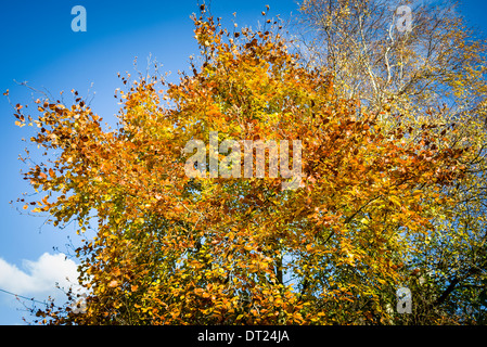 Buche und Blätter im Spätherbst gegen blauen Himmel in UK Stockfoto