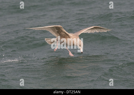 Juvenile / erster winter Glaucous Gull Larus Hyperboreus, Shetland, Scotland, UK Stockfoto