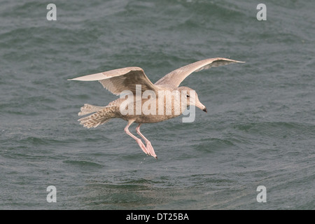 Juvenile / erster winter Glaucous Gull Larus Hyperboreus, Shetland, Scotland, UK Stockfoto