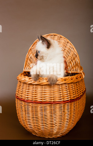 Sibirischen Wald Kätzchen sitzt in den Korb und wegsehen Stockfoto