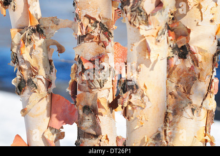 Abblätternde Rinde auf Birkenstämmen. Stockfoto