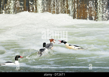 Weibliche mit Kapuze Prototyp mit Fisch im Mund gejagt von Männern, die versuchen, sie zu fangen zu stehlen. Lophodytes cucullatus Stockfoto