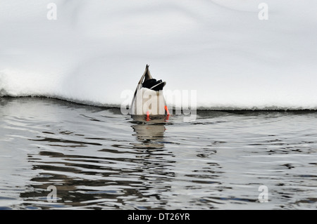 Männliche Stockente Ente Dilettantismus auf dem Kopf nach unten am Fluss-Ufer. Anas platyrhynchos Stockfoto