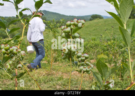 Eine Frau aus Blaubeeren pflücken, in den Bergen mit unreifen Beeren im Vordergrund Stockfoto