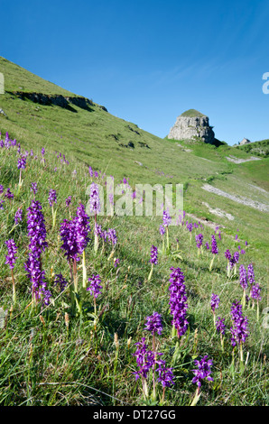 Frühe lila Orchideen & Peter Stein, Cressbrook Dale, Peak District National Park, Derbyshire, England, UK Stockfoto