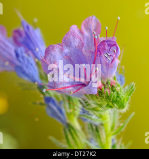 Viper's Bugloss, Echium Vulgare (Boraginaceae), Porträt von lila Blüten mit schönen Out-of-Fokus-Hintergrund. Stockfoto