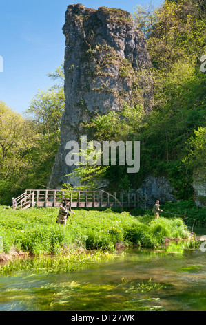 Fliegenfischen Sie auf dem Fluss-Verteiler im Ilam Rock, Dovedale, Peak District National Park, Derbyshire, England, UK Stockfoto