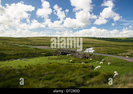 Blick auf den Bach und die grasenden Schafe in der Black Mountains Region, Brecon Beacons, Bannau Brycheiniog National Park Wales Großbritannien Stockfoto
