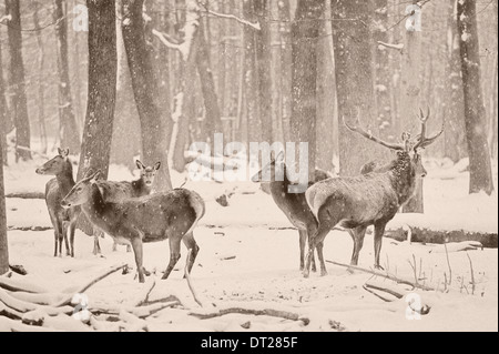 Wildtiere im Wald. Eurasischer Elch (Europa) Stockfoto