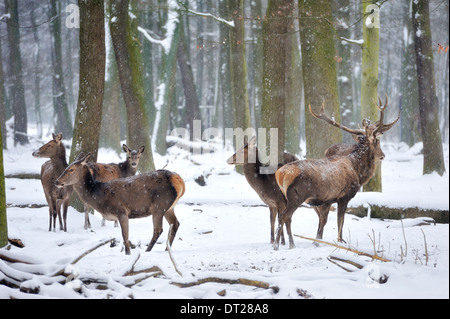 Wildtiere im Wald. Eurasischer Elch (Europa) Stockfoto