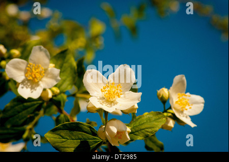 Mock Orange Blumen gegen blauen Himmel Stockfoto