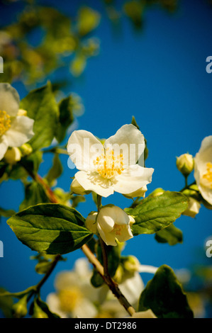 Mock Orange Blumen gegen blauen Himmel Stockfoto
