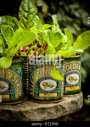 Junge Schweizer Mangold-Pflanzen wachsen in recycelten goldenen Sirup-Dosen. Stockfoto