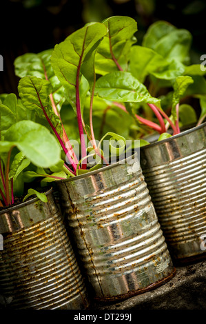 Junge Schweizer Mangold Pflanzen wachsen in recycelten Dosen. Stockfoto