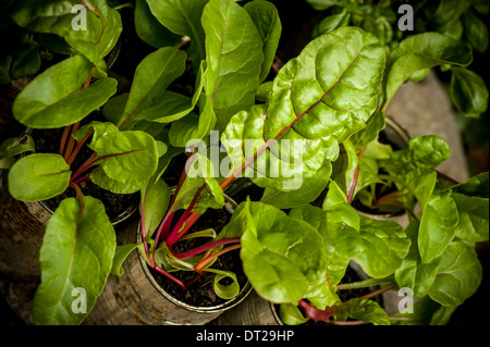 Junge Schweizer Mangold-Pflanzen wachsen in recycelten goldenen Sirup-Dosen. Stockfoto