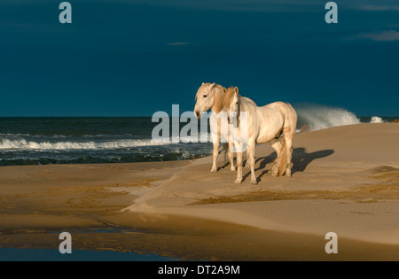 Zwei weiße Pferde am Strand mit Meerblick hinter ihnen stehen Stockfoto