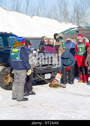 Alice weiß (#5) Finnland, MN, bereitet ihr zehn-Hund-Rennen am Sonntag, 2. Februar 2014. Szenen aus der Apostle Islands Sled Dog R Stockfoto