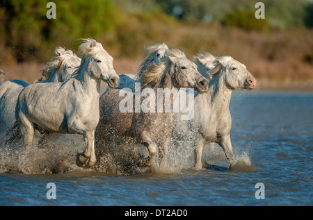 Weißes Pferd laufen frei im Blauwasser Stockfoto