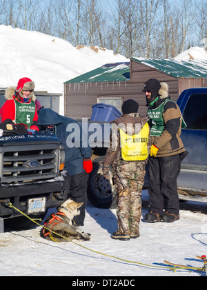 Alice weiß (#5) Finnland, MN, bereitet ihr zehn-Hund-Rennen am Sonntag, 2. Februar 2014. Szenen aus der Apostle Islands Sled Dog R Stockfoto