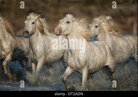 Weiße Pferde laufen durch Wasser im Moorland Stockfoto