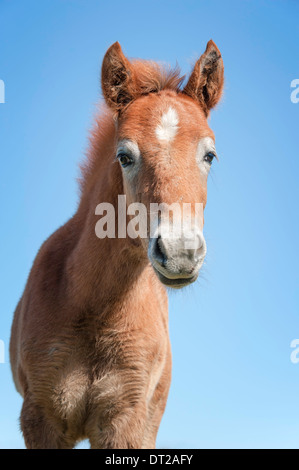 Camargue Fohlen, Kopf und Schultern, blickte in die Kamera mit blauem Himmel hinter Stockfoto