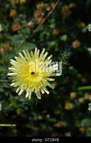 am Meer Wanderweg Blume Port Vendres Frankreich Stockfoto