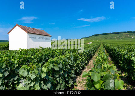 Getrimmte Reben des Weinberges von Vignoble Duval-Leroy auf den Champagner touristischen Route in Vertus, in Marne, Champagne-Ardenne, Frankreich Stockfoto