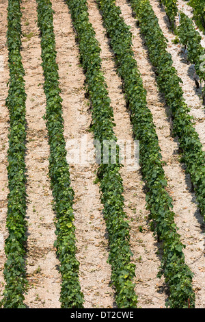 Chardonnay-Reben in Kalk-Boden auf die Champagne touristische Route am Monthelon, Marne-Tal, Champagne-Ardenne, Frankreich Stockfoto