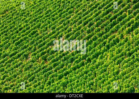 Chardonnay-Reben in Kalk-Boden auf die Champagne touristische Route am Monthelon, Marne-Tal, Champagne-Ardenne, Frankreich Stockfoto