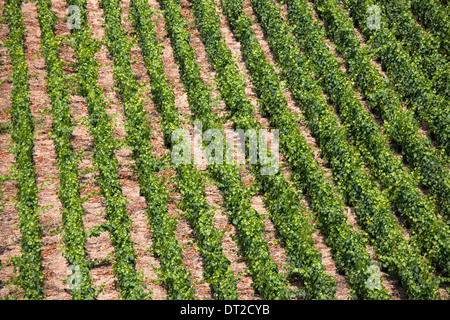 Chardonnay-Reben in Kalk-Boden auf die Champagne touristische Route am Monthelon, Marne-Tal, Champagne-Ardenne, Frankreich Stockfoto