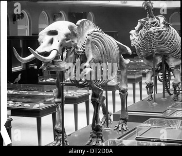 Das Los Angeles Museum of Natural History zeigt um 1920 prähistorische Skelette, darunter ein Mastodon und ein riesiges Bodenfaultier. Das Foto zeigt großformatige Exponate ausgestorbener Lebewesen. Stockfoto