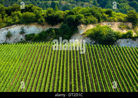 Chardonnay-Reben in Kalk-Boden auf die Champagne touristische Route am Monthelon, Marne-Tal, Champagne-Ardenne, Frankreich Stockfoto