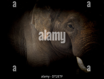 Elefanten hautnah, niedrigen Schlüssel gedreht Stockfoto