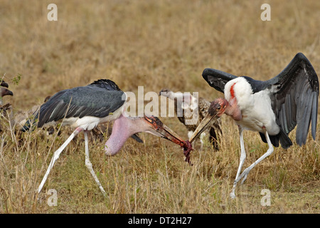 Zwei Marabu Störche (Leptoptilos Crumeniferus) kämpfen über Fleisch Stockfoto