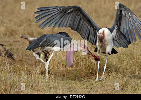 Zwei Marabu Störche (Leptoptilos Crumeniferus) kämpfen über Fleisch Stockfoto