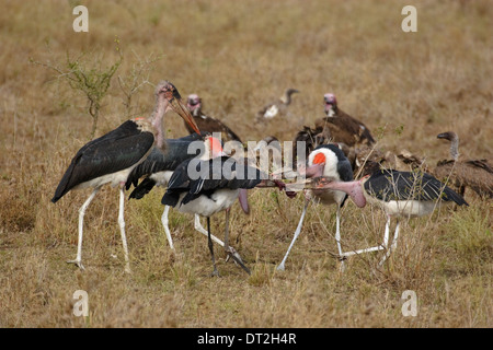 Fünf Marabu Störche (Leptoptilos Crumeniferus) kämpfen über Fleisch Stockfoto