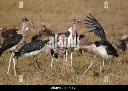 Fünf Marabu Störche (Leptoptilos Crumeniferus) kämpfen über Fleisch Stockfoto