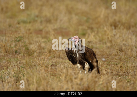 Ohrengeier-faced Vulture (Aegypius Tracheliotus), Stockfoto