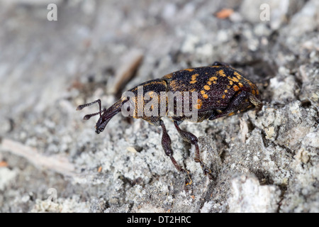 Kiefer-Rüsselkäfer Hylobius Abietis Fichtenruesselkaefer Ruesselkaefer Stockfoto