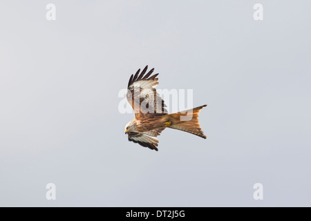 Milvus Milvus Red Kite Roter Milan fliegenden Rotmilan Stockfoto