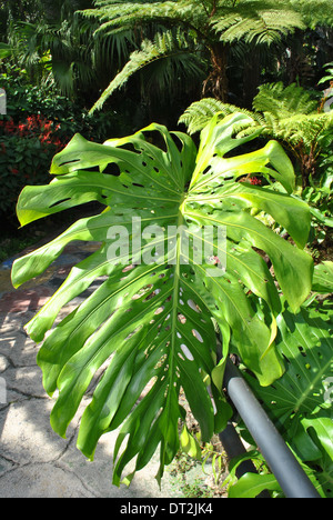 Monstera deliciosa Stockfoto