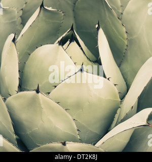 Nahaufnahme einer Agave Kaktus Pflanze mit großen, grauen, grünen Blätter Stockfoto