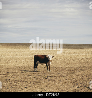 Eine Kuh stehend auf freiem Feld in Palouse in Whitman County Washington in den USA Stockfoto