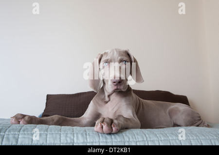 Ein Weimaraner Welpe sitzt auf einem Bett Stockfoto