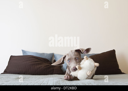 Ein Weimaraner Welpe spielen auf einem Bett mit Stofftier im Maul Stockfoto