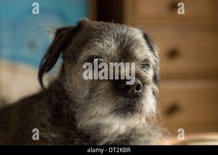 Border Terrier Hund Haustier glücklich entspannend Bett schlafen Stockfoto