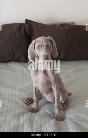 Ein Weimaraner Welpe sitzt auf einem Bett Stockfoto