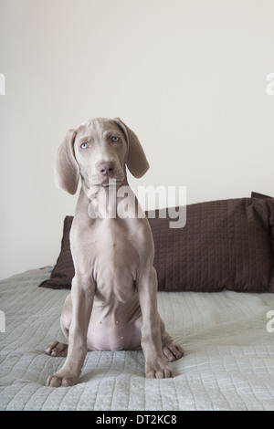 Ein Weimaraner Welpe sitzt auf einem Bett Stockfoto